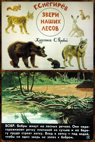 Советский диафильм для детей Звери наших лесов
