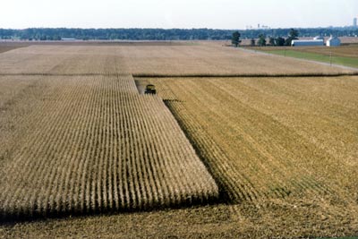 Пшеничные штаты. Пшеничный штат Канзас. Кукурузный пояс Северной Америки. Пшеничный пояс и кукурузный. Сельское хозяйство США молочный пояс.