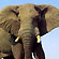 Слайд № 10. Слон африканский