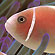 Слайд № 24. Анемоновая рыбка (Amphiprion ephippium)