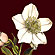 Слайд № 12. Воронец колосистый (или черноплодный) (Actaea spicata). Морозник (пахучий) кавказский (Helleborus caucasicum) 